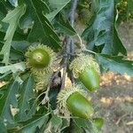 Quercus cerris Плод