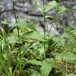 Crepis paludosa Leaf