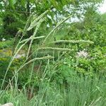 Paspalum floridanum Habit