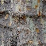 Platanus × hispanica Bark