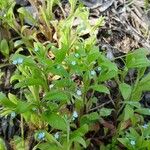 Myosotis sparsiflora Flor