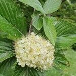 Sorbus ariaFlower