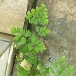 Adiantum raddianum Leaf