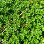 Alchemilla procumbens