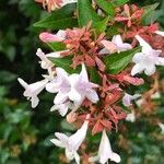 Abelia × grandiflora Flor