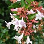 Abelia × grandiflora പുഷ്പം