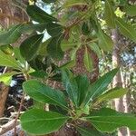 Pittosporum viridiflorum Leaf