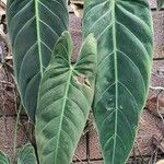 Philodendron melanochrysum 葉