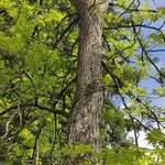 Gymnocladus dioicus Habit