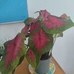 Caladium bicolor Leaf