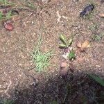 Cyperus subsquarrosus 整株植物