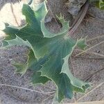 Eryngium maritimum Blad