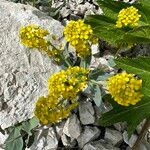 Isatis alpina Plante entière