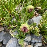 Culcitium serratifolium Flower