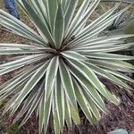 Agave angustifolia Leht