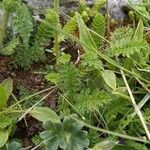 Achillea virescens Folha