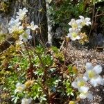 Saxifraga fragilis অভ্যাস