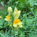 Linaria vulgarisFlower