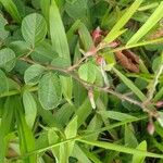 Desmodium incanum Leaf