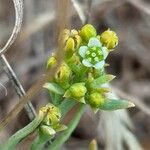 Thesium linophyllon Fleur