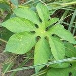 Ipomoea pes-tigridis Leaf