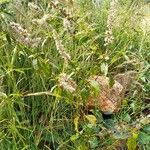 Sericocomopsis hildebrandtii Habit
