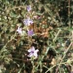 Plumbago europaea Virág