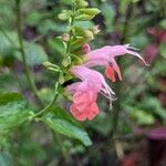 Salvia coccineaFiore