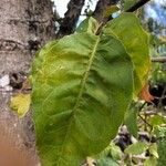 Aegle marmelos Leaf