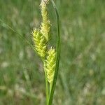 Carex pallescens Gyümölcs