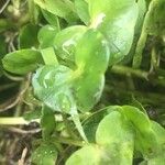 Ranunculus hederaceus Yaprak