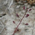 Hornungia procumbens Frucht