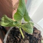 Cucumis melo Φύλλο