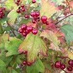 Viburnum opulusFruit