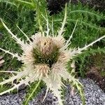 Cirsium spinosissimum Цветок