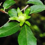 Stewartia monadelpha Blomst