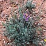 Astragalus missouriensis Habitus