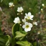 Saxifraga granulataBlomst