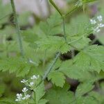 Chaerophyllum nodosum Arall