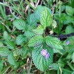 Stachytarpheta indica Folha