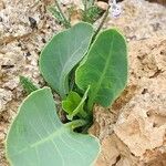 Salvia aegyptiaca Blad