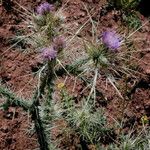 Carduus chevallieri Flower