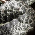 Episcia cupreata ᱥᱟᱠᱟᱢ