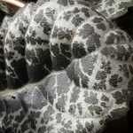 Episcia cupreata List