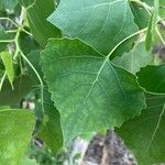 Populus deltoides Blad