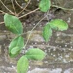 Vicia dumetorum Leaf