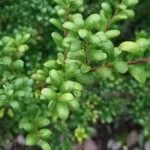 Ilex crenata 葉