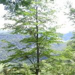 Nothofagus pumilio 形態