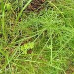 Seseli peucedanoides Hoja