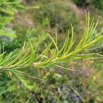 Larix laricinaЛіст